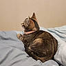 bed, bedding, bedroom, blanket, cat, collar, cozy, domestic_animal, ears, fur, home, indoors, pet, portrait, profile, relaxed, sitting, sleeping_area, tabby_cat, whiskers