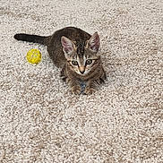 Mirabelle participe au concours pour gagner de l'argent avec cette photo : kitten, cat, tabby, toy, yellow_ball, carpet, indoor, floor, wooden_floor, pet_bed, curious, lying, small, young, animal, fur, whiskers, ears, playful, home