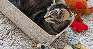 Mirabelle participe au concours pour gagner de l'argent avec cette photo : animal, ball, basket, carpet, cat, cozy, hand, home, indoor, lying_down, pet, playroom, plush_toys, relaxed, stuffed_animal, tabby_cat, toy, wood_floor, woven_basket, yarn