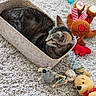 animal, ball, basket, carpet, cat, cozy, hand, home, indoor, lying_down, pet, playroom, plush_toys, relaxed, stuffed_animal, tabby_cat, toy, wood_floor, woven_basket, yarn