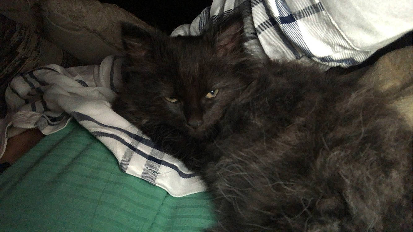 Choco is registered to the contest to win money with this photo: bed, black_cat, carnivore, cat, claw, comfort, domestic_short_haired_cat, felidae, fur, grey, linens, nap, sleeve, small_to_medium_sized_cats, snout, tail, terrestrial_animal, whiskers