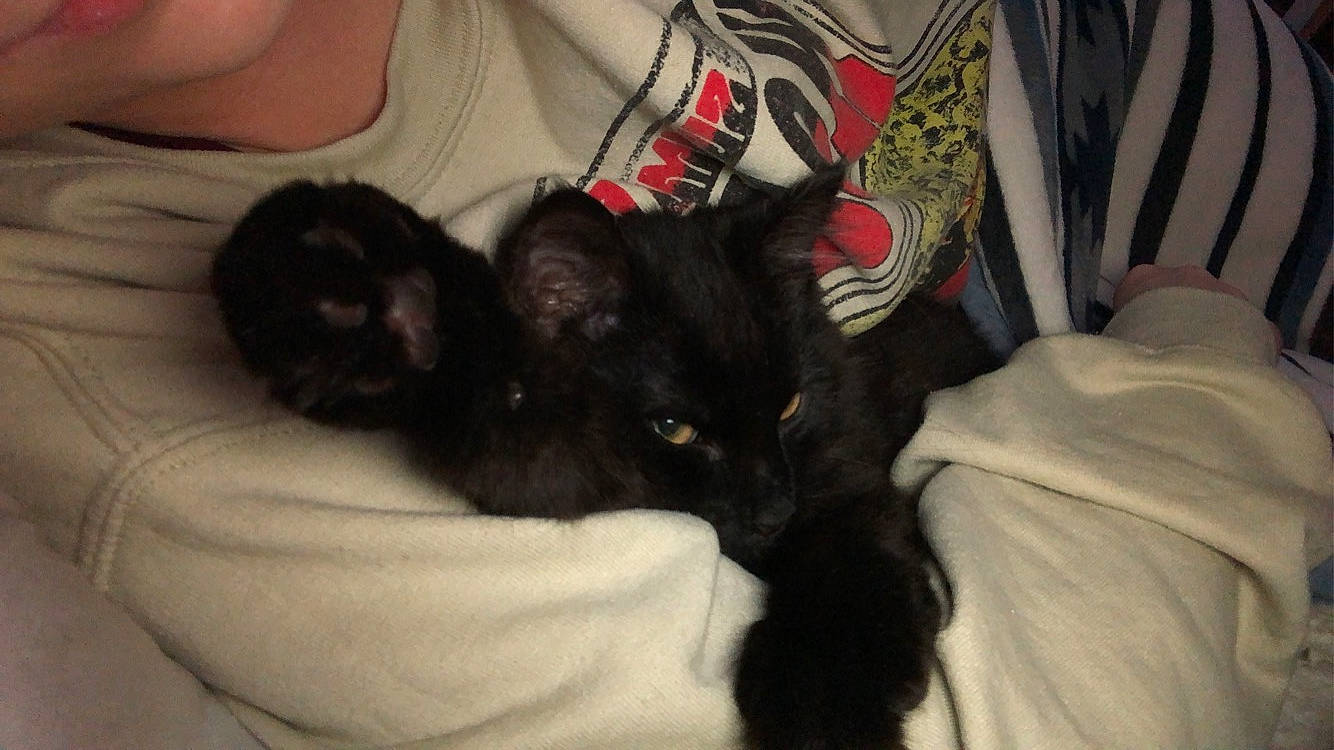 Choco joined the competition — help win amazing prizes! bag, bed, black_cat, carnivore, cat, claw, comfort, companion_dog, dog_breed, domestic_short_haired_cat, felidae, fur, linens, paw, sleeve, small_to_medium_sized_cats, t_shirt, tail, textile, whiskers