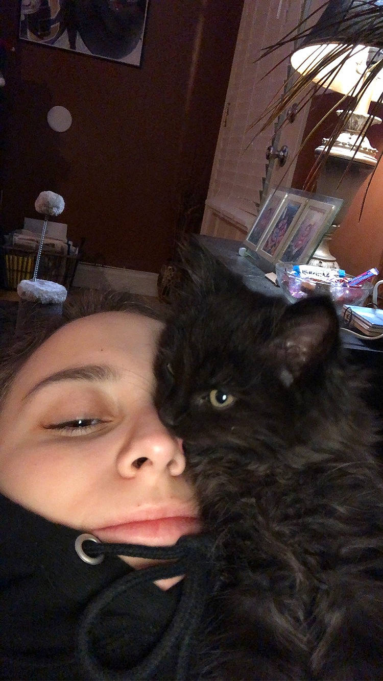 Choco joined the competition — help win amazing prizes! beauty, black_hair, cat, ear, event, eyebrow, eyelash, facial_expression, felidae, fun, hairstyle, iris, jaw, long_hair, mammal, nose, skin, small_to_medium_sized_cats, vertebrate, whiskers