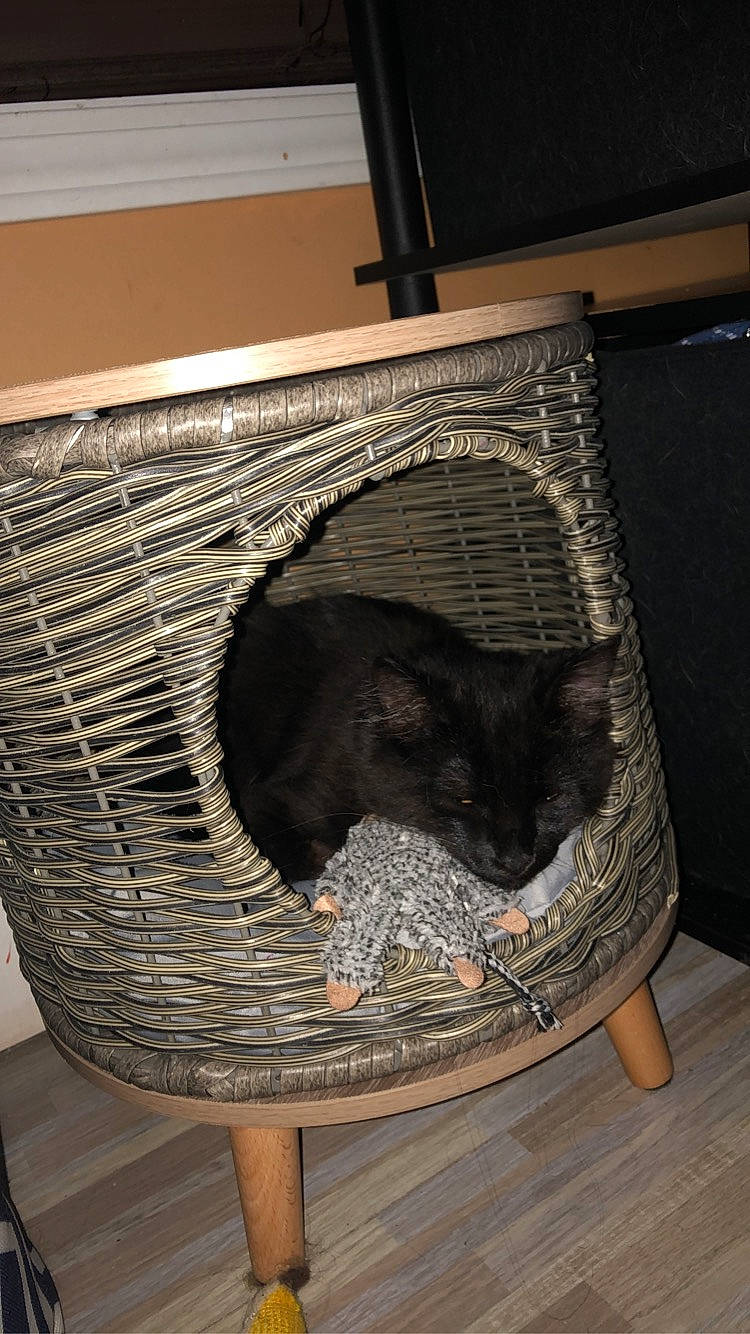 Choco joined the competition — help win amazing prizes! cage, carnivore, cat, cat_bed, cat_supply, comfort, domestic_short_haired_cat, felidae, floor, flooring, fur, hardwood, pet_supply, rectangle, room, small_to_medium_sized_cats, tail, whiskers, wood, wood_flooring