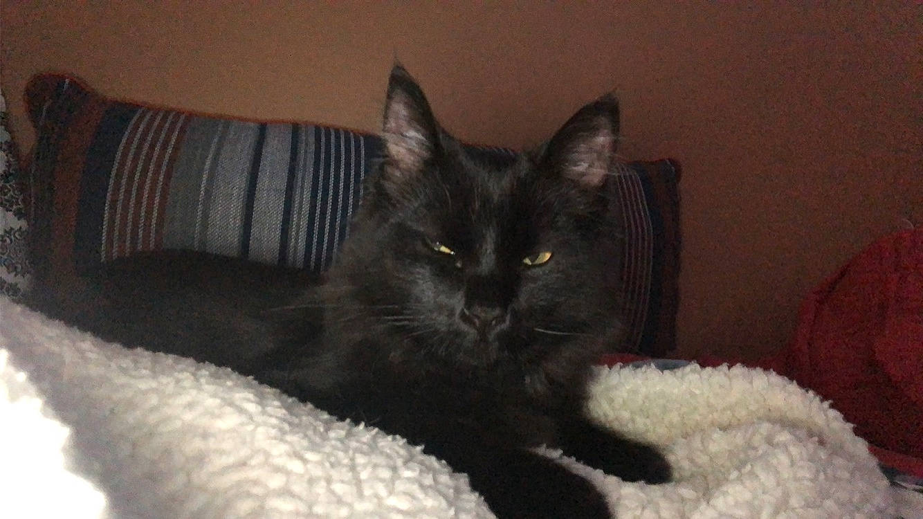 Choco is registered to the contest to win money with this photo: black_cat, carnivore, cat, cat_supply, claw, comfort, couch, domestic_short_haired_cat, felidae, fur, paw, room, small_to_medium_sized_cats, snout, tail, terrestrial_animal, whiskers