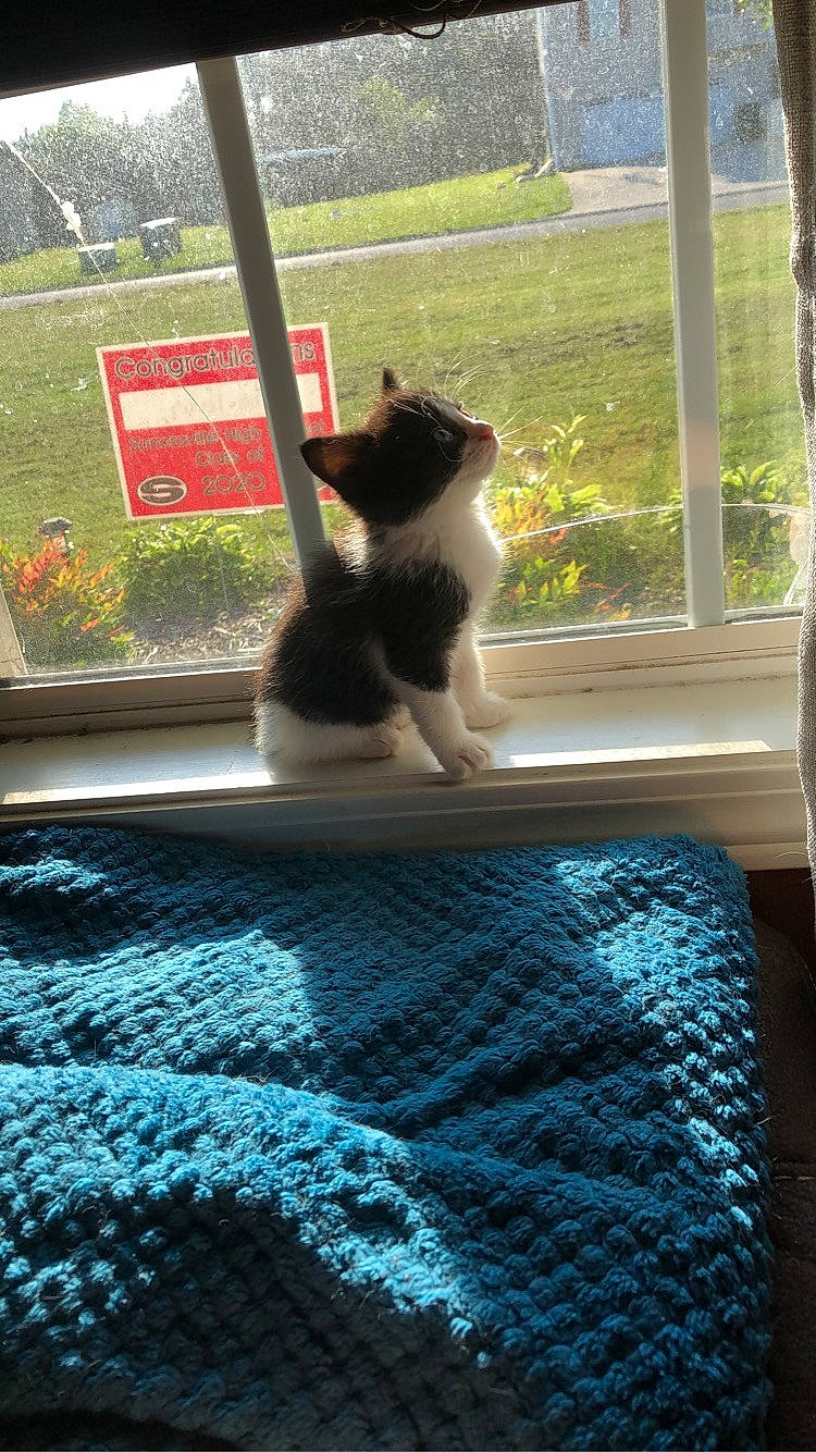 Indy joined the competition — help win amazing prizes! carnivore, cat, comfort, felidae, flooring, grass, line, mammal, morning, plant, shade, small_to_medium_sized_cats, sunlight, tail, textile, tints_and_shades, tree, vertebrate, whiskers, window