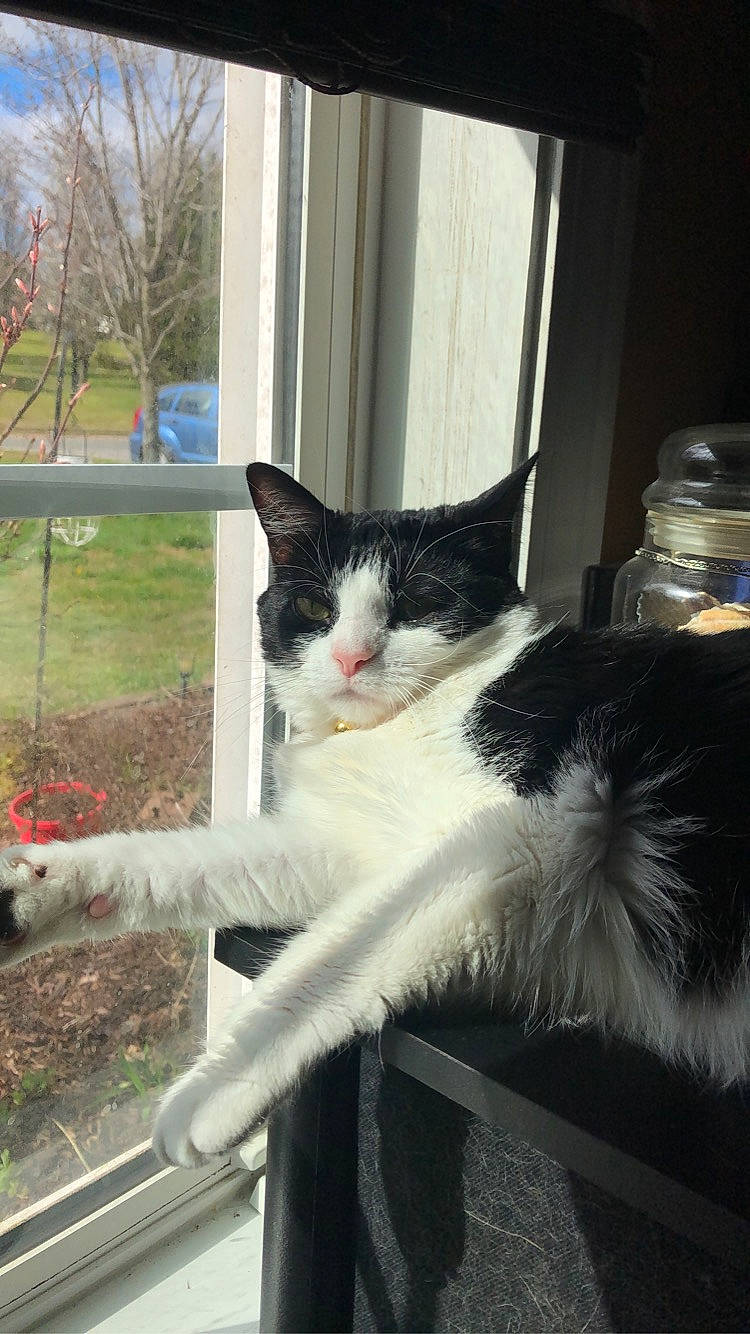 Indy is registered to the contest to win money with this photo: carnivore, cat, cat_furniture, claw, domestic_short_haired_cat, eye, felidae, fur, grass, monochrome_photography, paw, plant, sitting, small_to_medium_sized_cats, snout, tail, tree, whiskers, window