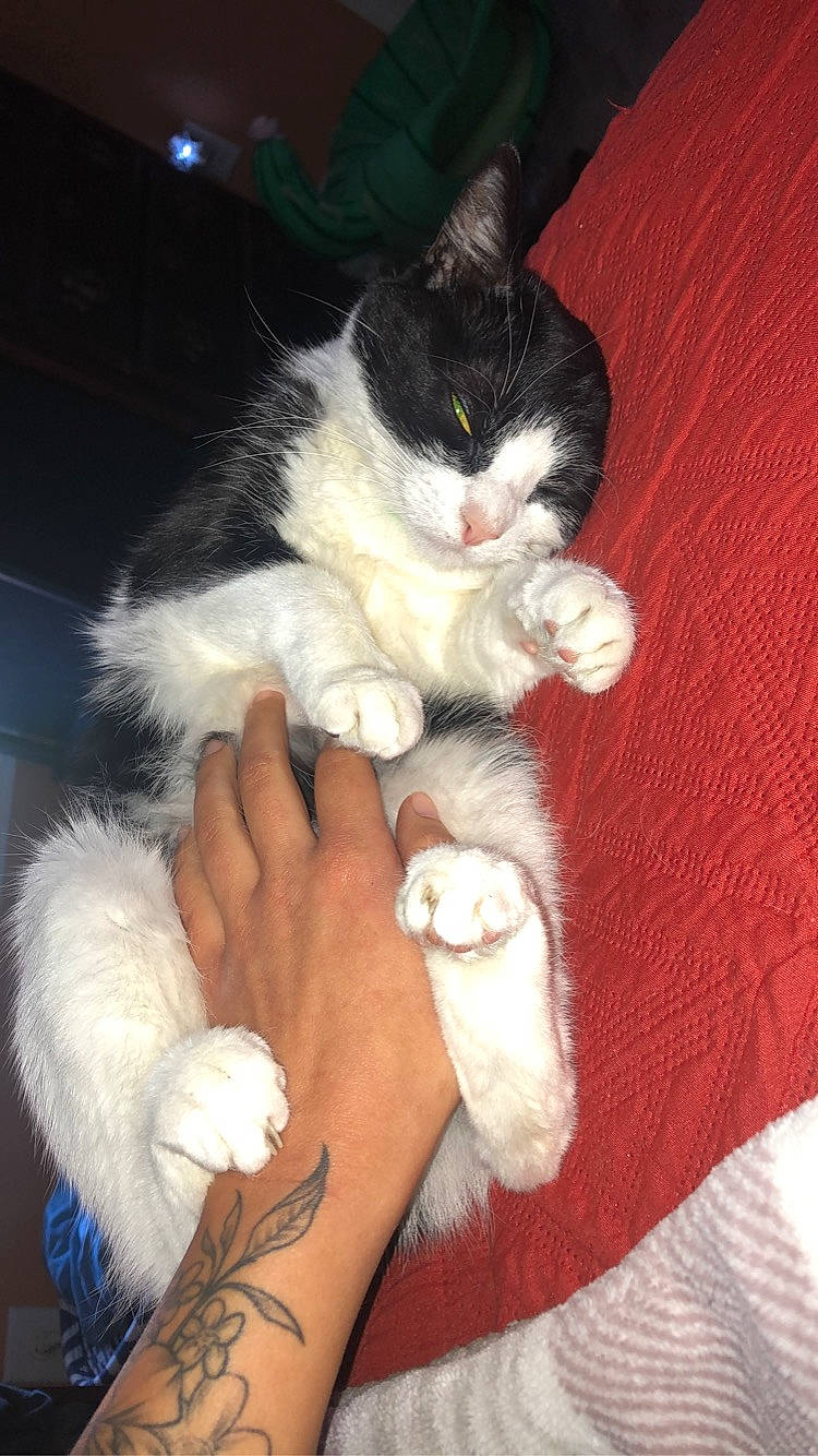 Indy is registered to the contest to win money with this photo: carnivore, cat, claw, comfort, domestic_short_haired_cat, felidae, finger, foot, fur, gesture, human_leg, lap, nail, paw, small_to_medium_sized_cats, snout, tail, thigh, whiskers, wrist