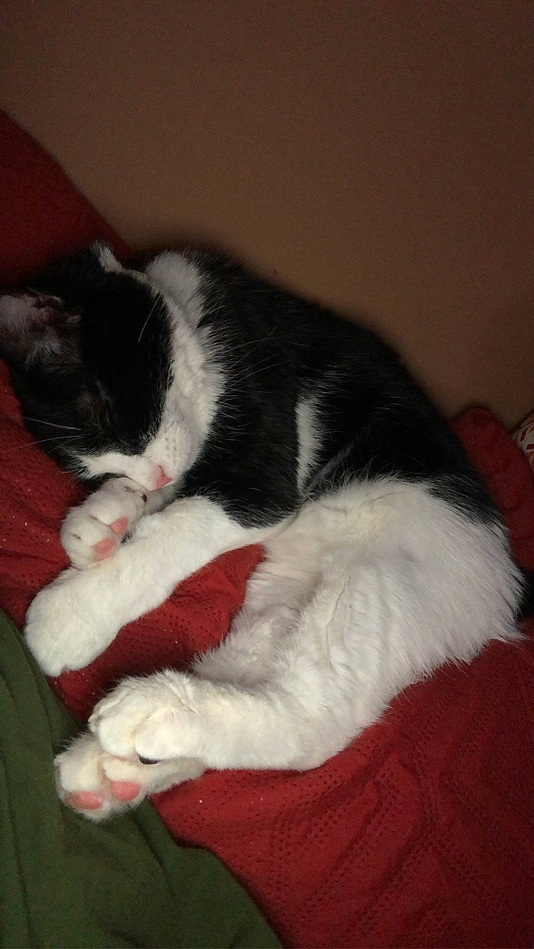 Indy is registered to the contest to win money with this photo: canidae, carmine, carnivore, cat, cat_supply, claw, comfort, dog_breed, domestic_short_haired_cat, felidae, fur, lap, nap, paw, small_to_medium_sized_cats, sporting_group, tail, whiskers