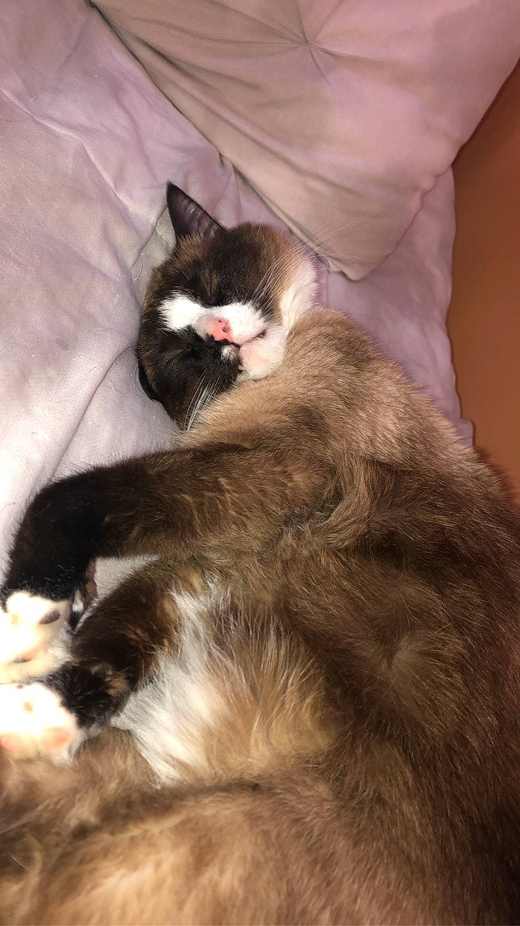 Tater Tot is registered to the contest to win money with this photo: box, british_longhair, carnivore, cat, claw, comfort, domestic_short_haired_cat, fawn, felidae, fur, grey, nap, paw, small_to_medium_sized_cats, snout, tail, whiskers