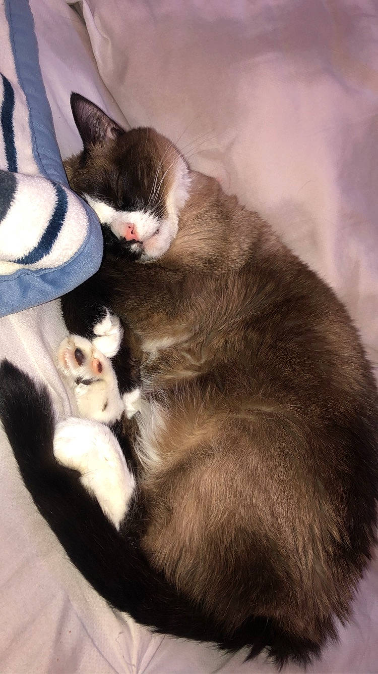 Tater Tot joined the competition — help win amazing prizes! balinese, carnivore, cat, claw, comfort, domestic_short_haired_cat, ear, fang, felidae, formal_wear, fur, grey, lap, nap, paw, small_to_medium_sized_cats, snout, tail, thai, whiskers