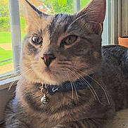 Milton joined the competition — help win amazing prizes! animal, bell, bowtie, cat, closeup, curious, domestic_animal, ears, feline, gray_tabby, greenery, indoor, outdoor_view, paws, pet, relaxed, sunlight, whiskers, window, windowsill