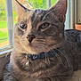 animal, bell, bowtie, cat, closeup, curious, domestic_animal, ears, feline, gray_tabby, greenery, indoor, outdoor_view, paws, pet, relaxed, sunlight, whiskers, window, windowsill