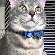 Milton is registered to the contest to win money with this photo: cat, gray_tabby, close_up, collar, blue_bow, pet, indoor, curious, alert, whiskers, fur, ears, eyes, striped_background, bathroom, domestic_animal, feline, portrait, looking_up, closeup