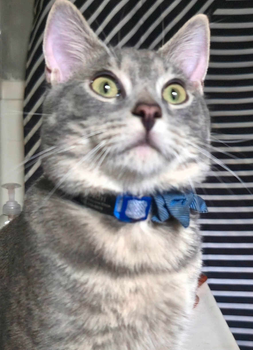 Milton is registered to the contest to win money with this photo: cat, gray_tabby, close_up, collar, blue_bow, pet, indoor, curious, alert, whiskers, fur, ears, eyes, striped_background, bathroom, domestic_animal, feline, portrait, looking_up, closeup