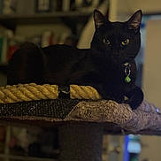 Luna is registered to the contest to win money with this photo: black_cat, cat, pet, indoor, feline, cat_tree, collar, bell, relaxed, resting, animal, mammal, yellow_eyes, fur, whiskers, home, shelf, blurred_background, quiet, domestic_pet