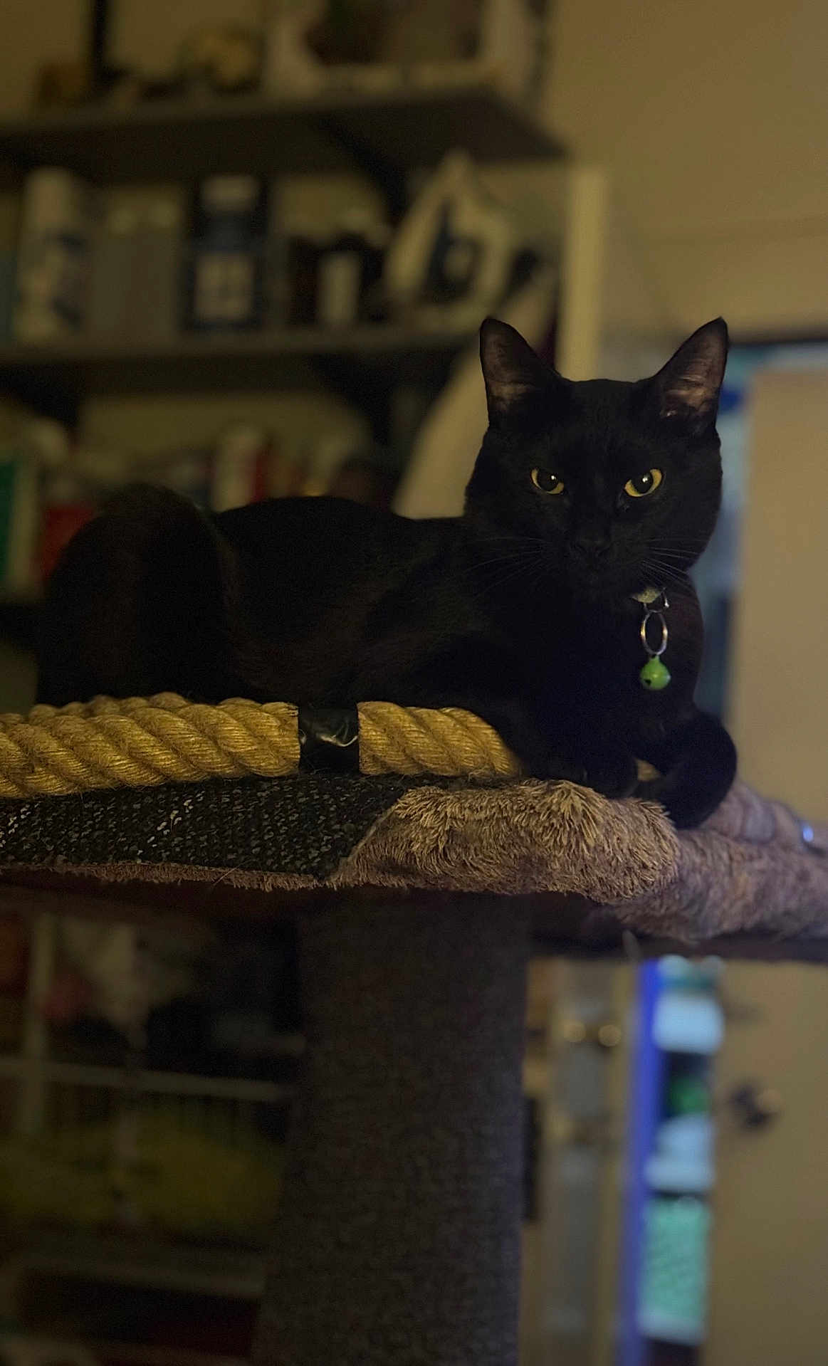 Luna