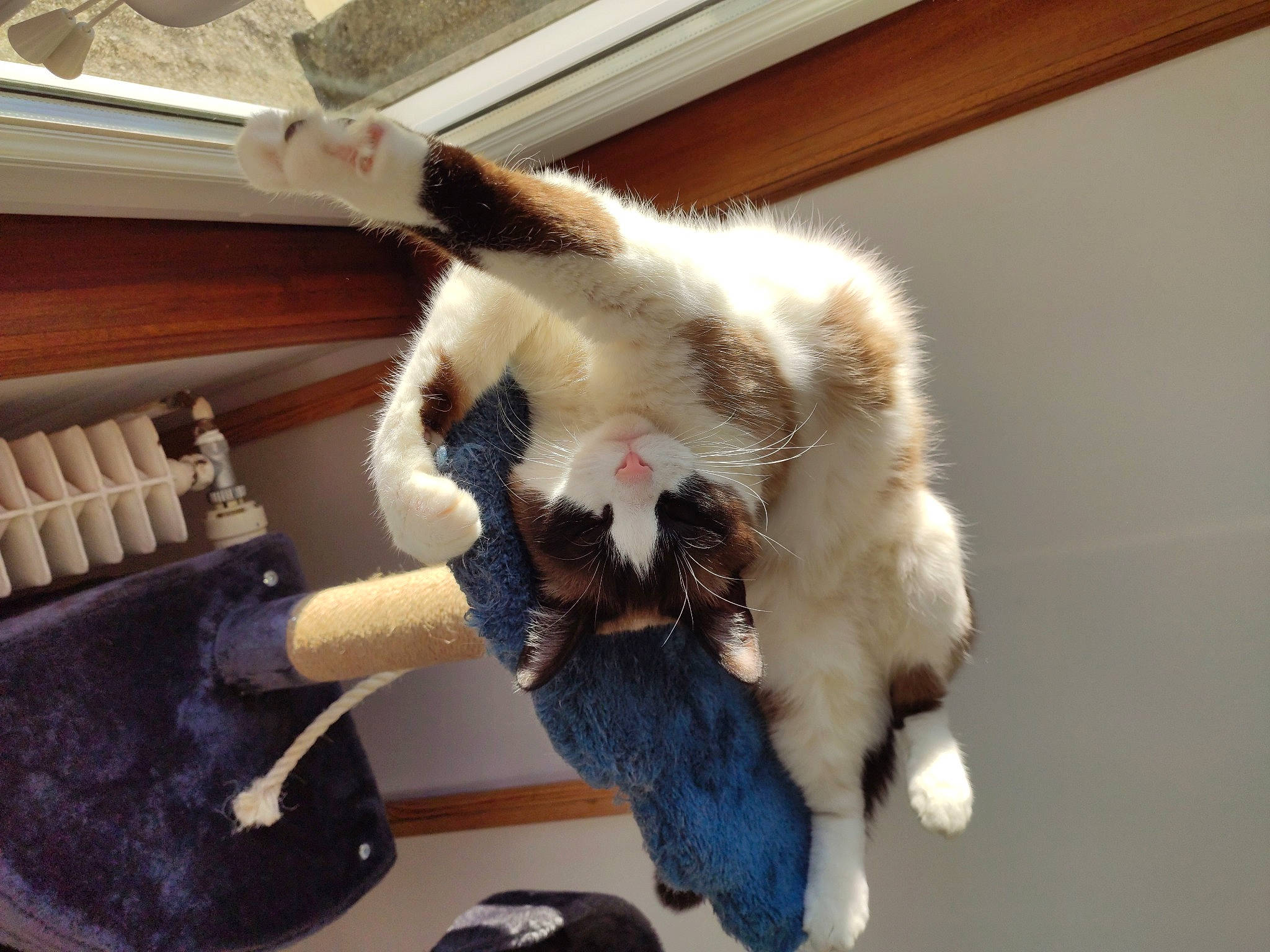 Nox participe au concours pour gagner de l'argent avec cette photo : carnivore, cat, claw, comfort, companion_dog, fashion_accessory, felidae, fur, fur_clothing, glove, natural_material, paw, safety_glove, small_to_medium_sized_cats, snout, stuffed_toy, tail, toy, whiskers, wool