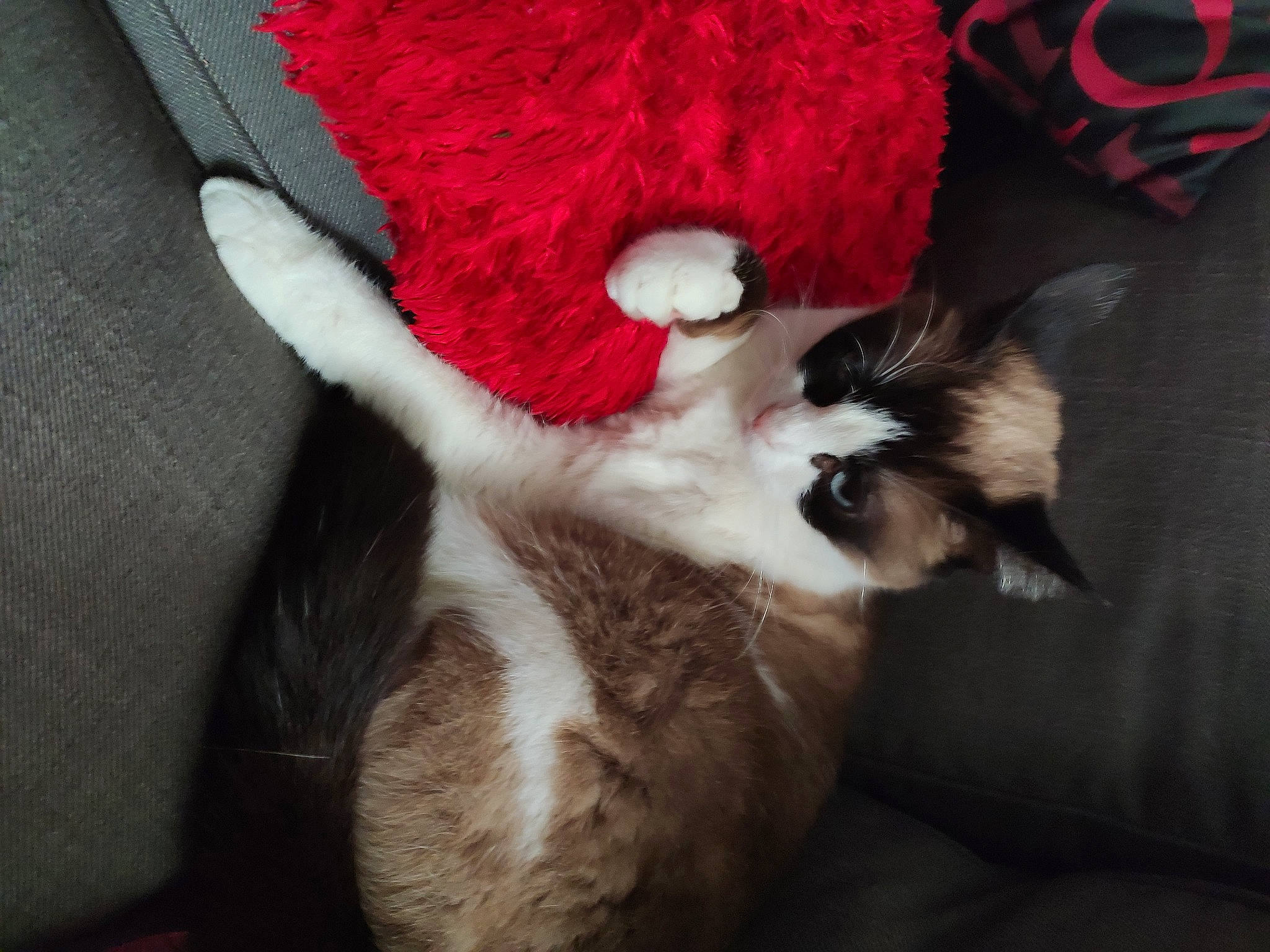 Nox a rejoint le concours — aidez-le/la à gagner de superbes lots ! balinese, black_cat, canidae, carmine, carnivore, cat, claw, comfort, dog_breed, domestic_short_haired_cat, fawn, felidae, fur, linens, paw, small_to_medium_sized_cats, snout, tail, thai, whiskers