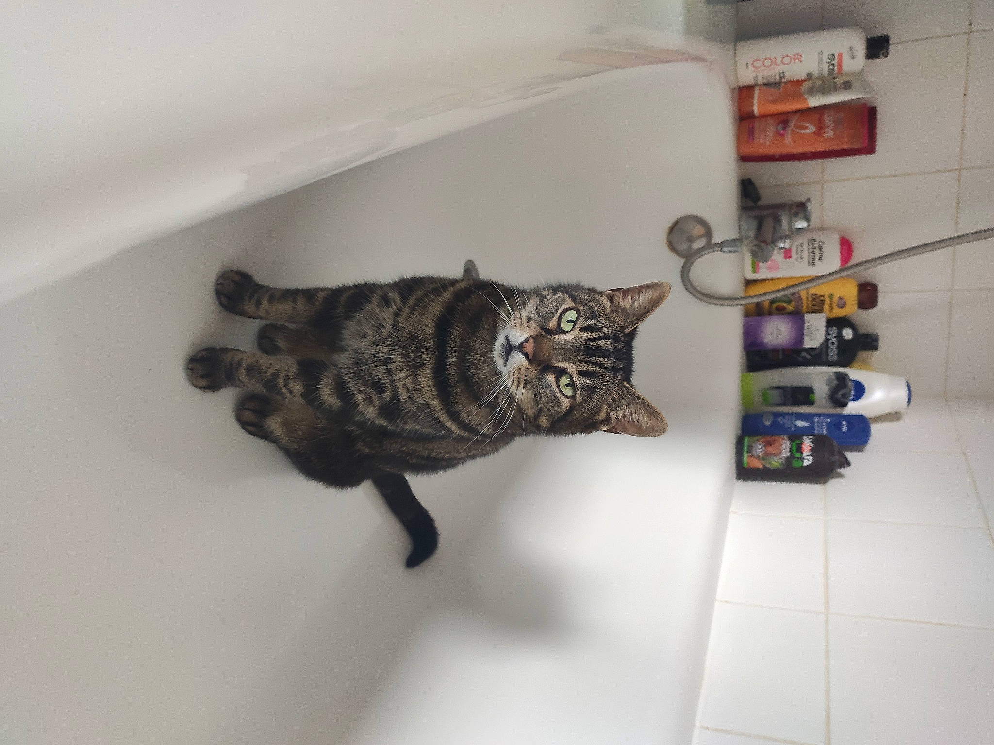 Irish a rejoint le concours — aidez-le/la à gagner de superbes lots ! art, carnivore, cat, domestic_short_haired_cat, felidae, flooring, fur, hardwood, metal, paw, reptile, room, sculpture, shelf, small_to_medium_sized_cats, tail, terrestrial_animal, whiskers, wood