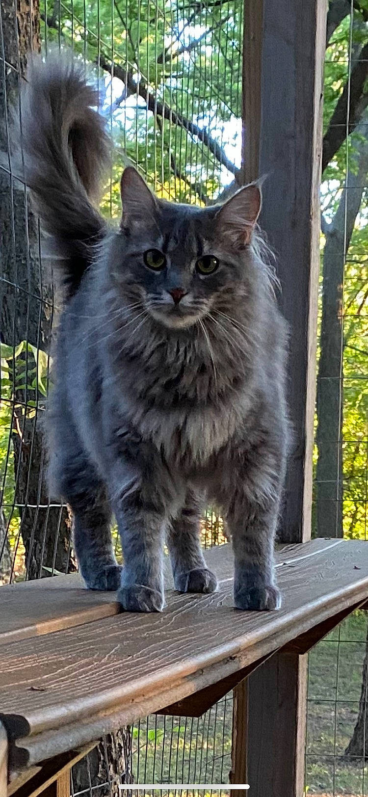 Fuzzy is registered to the contest to win money with this photo: automotive_tire, british_longhair, carnivore, cat, domestic_short_haired_cat, felidae, fur, grass, grey, maine_coon, plant, small_to_medium_sized_cats, snout, tail, terrestrial_animal, tree, whiskers, wildlife, window, wood