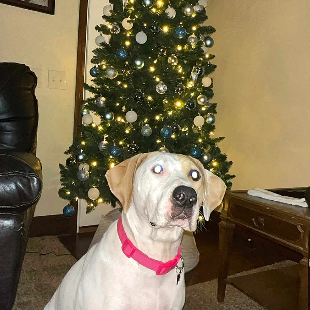 Daisy Mae is registered to the contest to win money with this photo: animal, architecture, boxer, building, bulldog, canine, dog, face, furniture, head, indoors, livingroom, person, pet, photoframe, pitbull, plant, pottedplant, room, tree