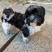 San Jose Soprano a rejoint le concours — aidez-le/la à gagner de superbes lots ! black_and_white, close_up, collar, companion, curious, dog, furry, leash, looking_up, nose, outdoor, pavement, paw, pet, portrait, sidewalk, small_dog, stone_wall, texture, walking