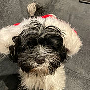 Soprano a rejoint le concours — aidez-le/la à gagner de superbes lots ! adorable, animal, black_and_white, blanket, canine, christmas, cozy, cute, dog, festive, fluffy, fur, holiday, holiday_hat, indoors, pet, portrait, puppy, santa_hat, small_dog