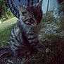 Porsche joined the competition — help win amazing prizes! animal, background, blurred, cat, circular_object, close_up, curious, feline, furry, grass, kitten, low_light, nature, noisy, outdoor, pet, sitting, tabby, wheel, young