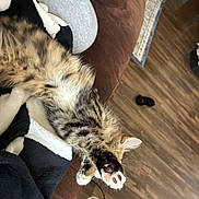 Porsche is registered to the contest to win money with this photo: animal, black_and_white, blanket, brown, cat, couch, cozy, cute, floor, furry, home, indoor, kitten, paw, pet, pink_paw, relaxing, stretching, tabby, wooden_floor