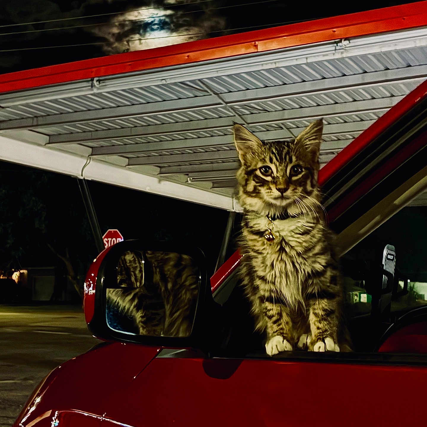 Porsche joined the competition — help win amazing prizes! animal, car, carport, cat, clouds, collar, dark, feline, fur, moon, night, outdoor, pet, red_car, reflection, side_mirror, street, tabby_cat, vehicle, whiskers