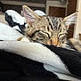 Porsche is registered to the contest to win money with this photo: blanket, cat, closeup, comfort, cozy, cute, domestic, ears, feline, fur, household, indoor, kitten, nap, pet, resting, sleeping, soft, tabby, whiskers