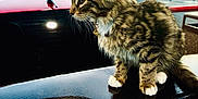Porsche is registered to the contest to win money with this photo: animal, bell, building, car, cat, collar, curious, evening, fur, kitten, outdoor, parking_lot, pet, red_car, reflection, side_view, spoiler, tabby, urban, white_paws