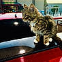 animal, bell, building, car, cat, collar, curious, evening, fur, kitten, outdoor, parking_lot, pet, red_car, reflection, side_view, spoiler, tabby, urban, white_paws