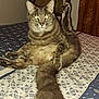 cat, tabby, fluffy_tail, bed, bedspread, raised_leg, fur, indoor, feline, pet, animal, patterned_bedspread, relaxed, funny_pose, whiskers, ears, claws, tail, paw, cute