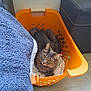 cat, laundry_basket, orange_basket, gray_cat, yellow_eyes, indoor, floor, blanket, furniture, ottoman, curious, pet, animal, cozy, resting, home, soft_texture, looking_up, domestic, relaxed