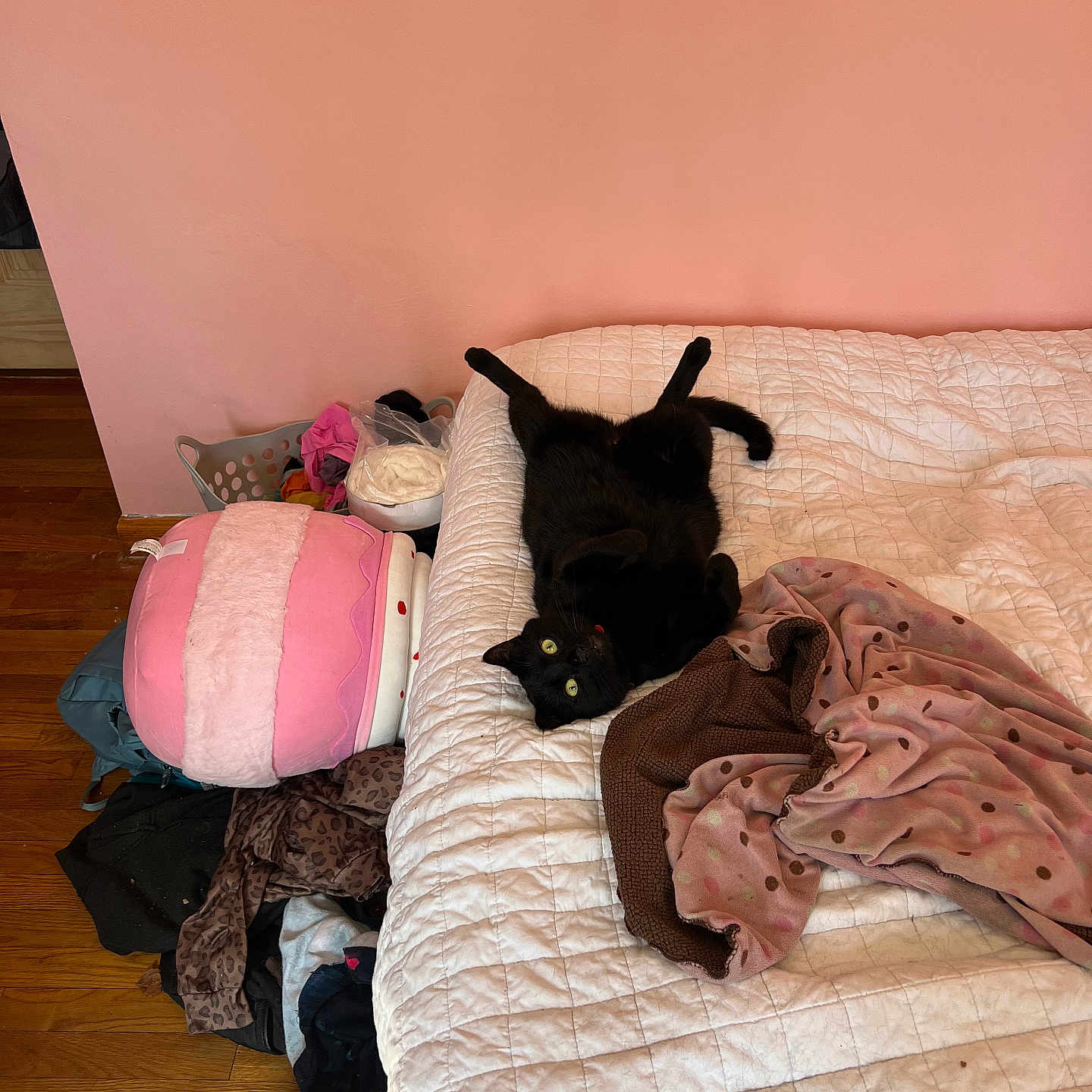 Binx is registered to the contest to win money with this photo: bed, black_cat, blanket, clothing, clutter, floor, furniture, green_eyes, indoor, looking_at_camera, lying_down, messy, pet, pink_wall, plush_toy, quilt, room, soft_toy, wooden_floor, yellow_eyes