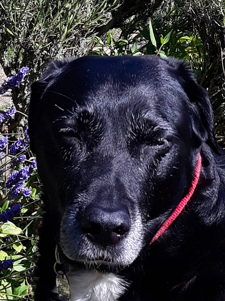 Fripouille a rejoint le concours — aidez-le/la à gagner de superbes lots ! borador, canidae, carnivore, collar, companion_dog, dog, dog_breed, dog_collar, electric_blue, eye, fur, grass, gun_dog, head, plant, snout, sporting_group, tree, whiskers, working_animal