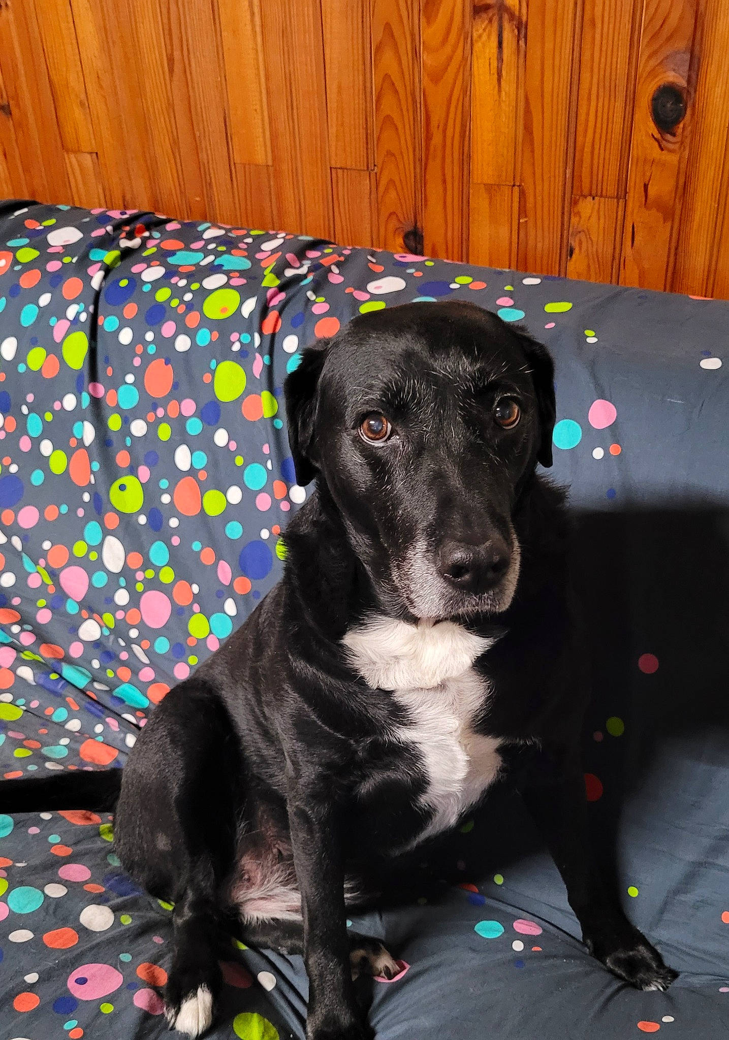 Fripouille a rejoint le concours — aidez-le/la à gagner de superbes lots ! borador, canidae, carnivore, collar, comfort, companion_dog, dog, dog_breed, dog_collar, dog_supply, fur, guard_dog, gun_dog, hunting_dog, pattern, snout, sporting_group, wood, working_animal, working_dog