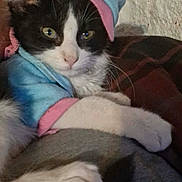 Marshmallow joined the competition — help win amazing prizes! cat, kitten, pet, tuxedo_cat, black_and_white, clothing, hoodie, cap, portrait, close_up, paw, whiskers, indoor, stone_wall, sofa, lap, relaxed, cute, yellow_eyes, fur