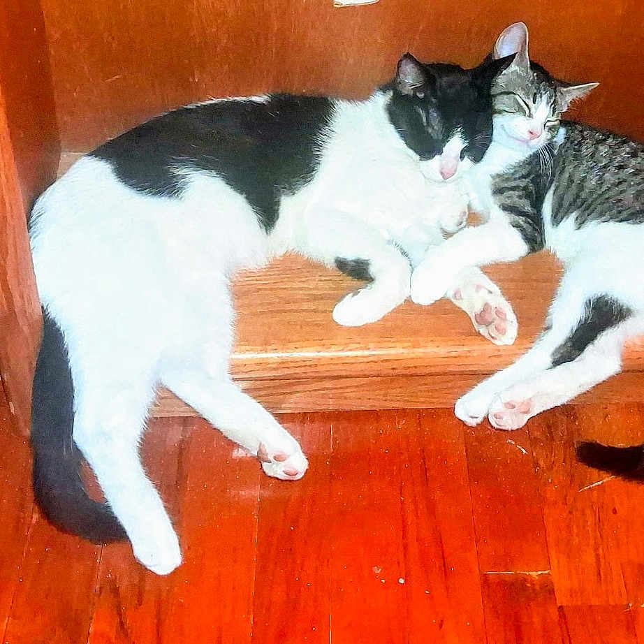 Sutton And Milo is registered to the contest to win money with this photo: cat, cats, sleeping, wooden_shelf, tabby_cat, black_and_white_cat, indoor, flooring, cozy, pet, animal, fur, resting, cute, companion, feline, home, relaxing, paw, tail