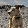 dog, curly_hair, rocky_terrain, outdoor, sky, cloudy, pet, animal, standing, side_view, collar, phone_screen, app_icons, status_bar, wallpaper, mobile_device, nature, daylight, fur, canine