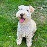 dog, curly_fur, grass, tennis_ball, outdoor, pet, playful, happy, tongue_out, animal, canine, greenery, summer, nature, cute, fur, sitting, park, daylight, friendly
