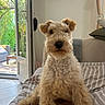 dog, curly_fur, indoor, living_room, blanket, striped, open_door, garden, sunlight, cozy, furniture, lamp, couch, pillow, floor_tile, window, pet, animal, portrait, curious