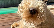 London participe au concours pour gagner de l'argent avec cette photo : dog, curly_fur, outdoor, deck, sunlight, relaxed, pet, animal, brown, close_up, muzzle, ears, paw, garden, summer, nature, canine, portrait, daylight, furry