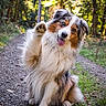 dog, australian_shepherd, fluffy, long_hair, tri_color, white_fur, brown_patches, black_patches, sitting, raised_paw, tongue_out, happy, playful, friendly, forest, woodland, nature, trail, outdoors, portrait