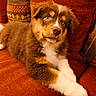 puppy, dog, brown_fur, white_fur, fluffy, lying_down, sitting, portrait, pet, canine, animal, cute, adorable, blue_eyes, white_paw, red_sofa, cushions, indoor, close_up, photography