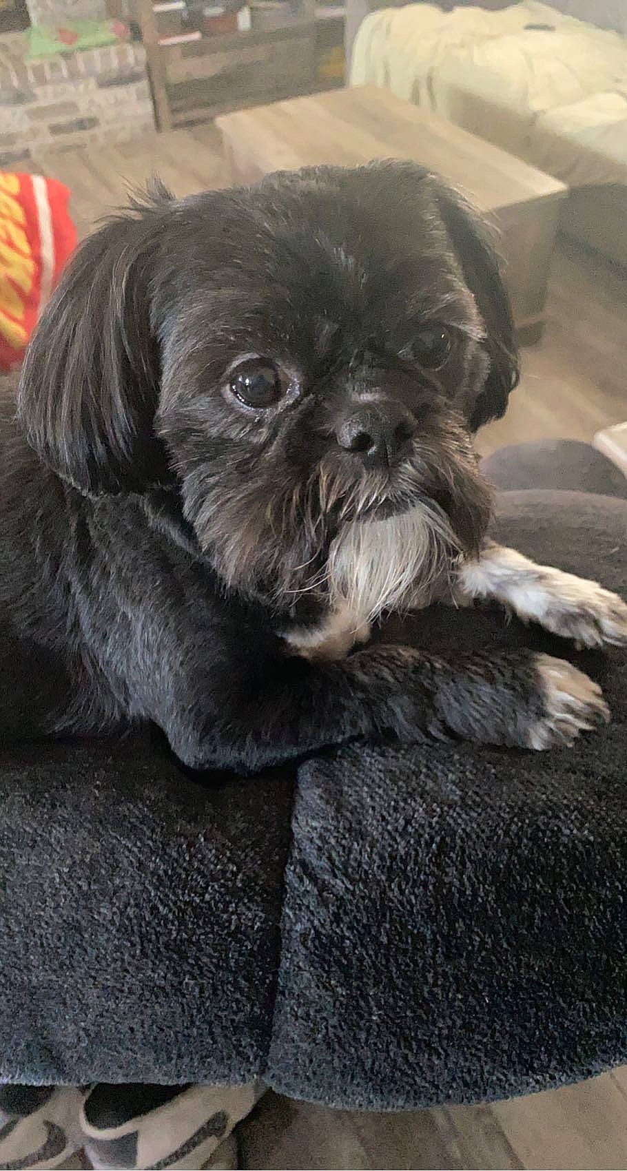 Kobe is registered to the contest to win money with this photo: ancient_dog_breeds, canidae, carnivore, companion_dog, dog, dog_breed, fawn, fur, grey, liver, non_sporting_group, shih_tzu, snout, sporting_group, terrestrial_animal, toy_dog, whiskers, working_animal, wrinkle