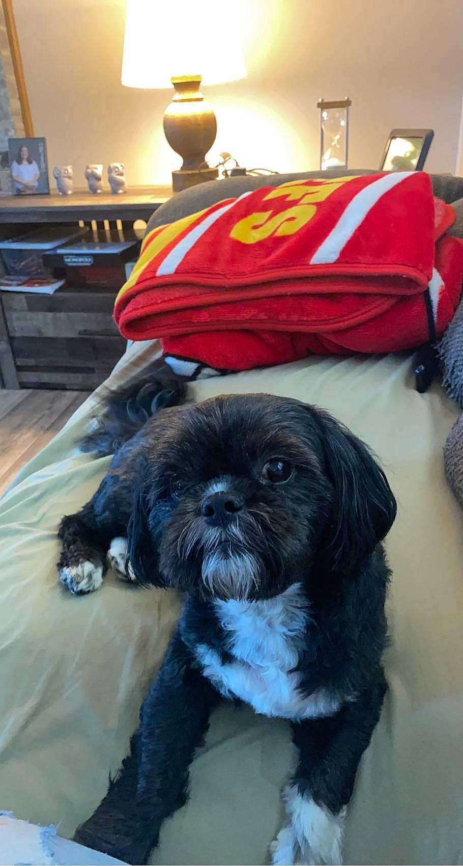 Kobe joined the competition — help win amazing prizes! cabinetry, carnivore, chair, companion_dog, dog, dog_breed, dog_supply, flooring, fur, home_appliance, kitchen_appliance, liver, non_sporting_group, pet_supply, shih_tzu, small_terrier, snout, sporting_group, toy_dog, working_animal