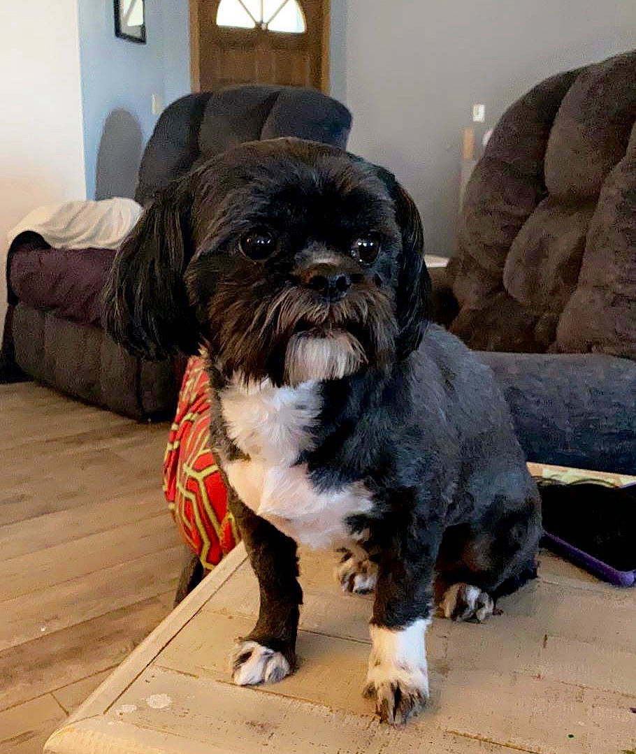 Kobe joined the competition — help win amazing prizes! carnivore, comfort, companion_dog, couch, dog, dog_breed, dog_supply, fawn, fur, grey, liver, picture_frame, shih_tzu, small_terrier, snout, sporting_group, terrestrial_animal, terrier, toy_dog, working_animal